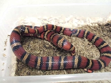 fem breeder msp from Michelle Rogers