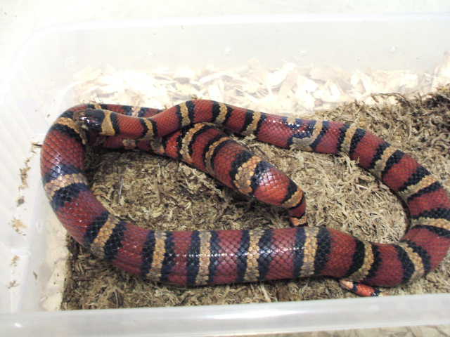 fem breeder msp from Michelle Rogers