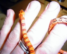 04 Orange Vivid male