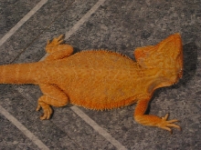 Fire Orange Hypo-Pastel Female