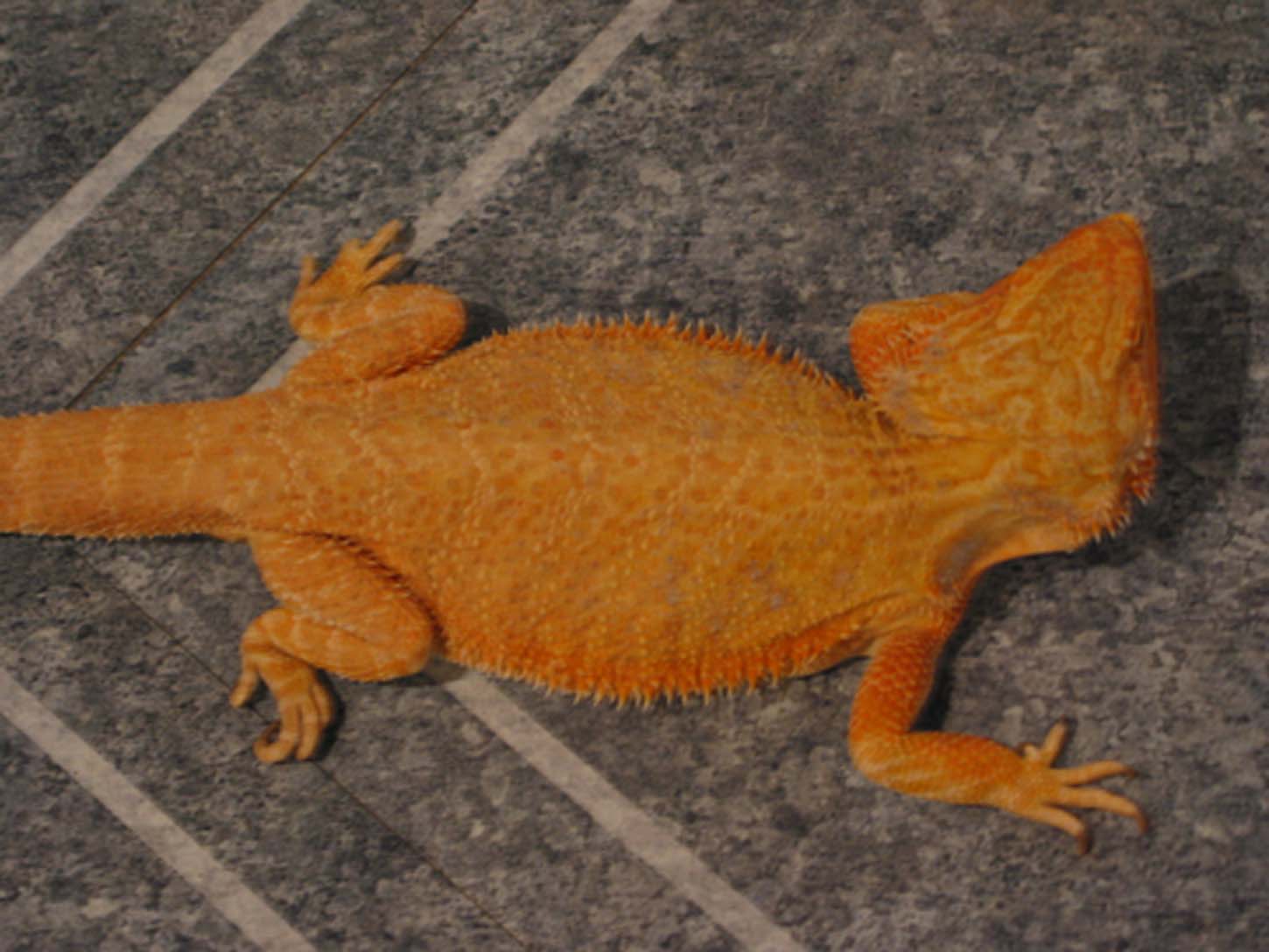 Fire Orange Hypo-Pastel Female