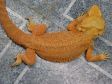 Orange Male (sired the hypo pastels clutch)