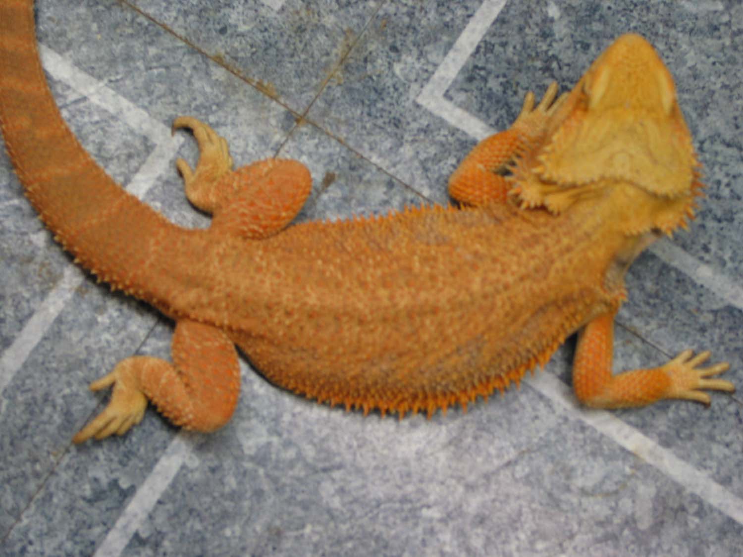 Orange Male (sired the hypo pastels clutch)