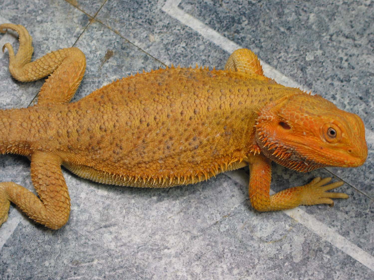 Orange Hypo Pastel Female
