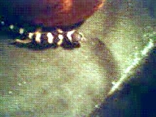 Better pic