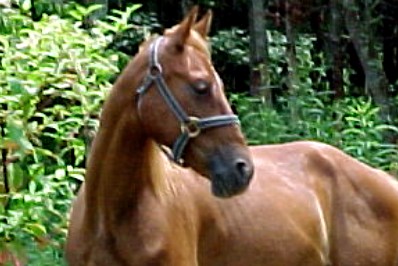 Ky (TWH)