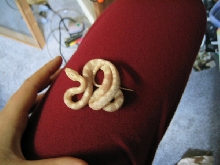 My Albino corn: Isis