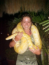 albino python Mexico