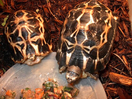Spider Torts for Sale