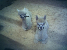Alpacas