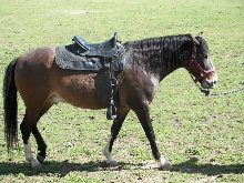 Darius Saddle