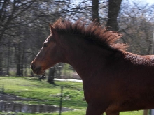 Jochi running