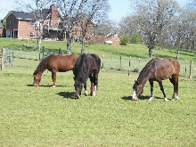 three amigos