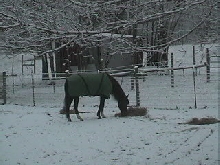 Bianca eating hay