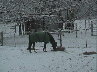 Bianca eating hay