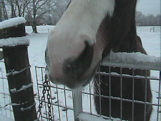 D's nose