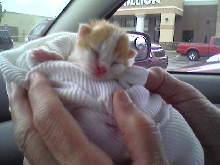 Roger - 1 week