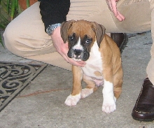 Buster - 7 Weeks