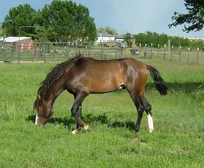 Darius