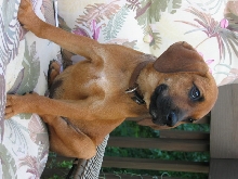 Hound 3