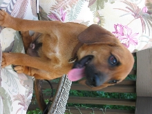Hound Mix