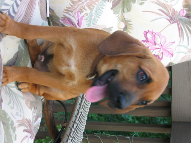 Hound Mix