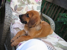 Hound 2