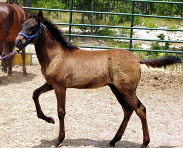 Tido's baby