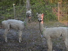Alpaca 2
