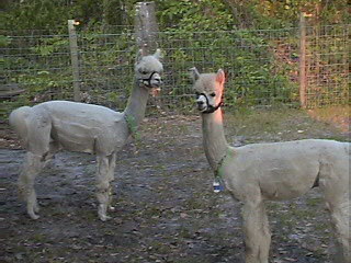 Alpaca 2