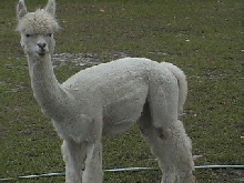 Silas