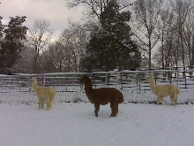 alpacas in snow