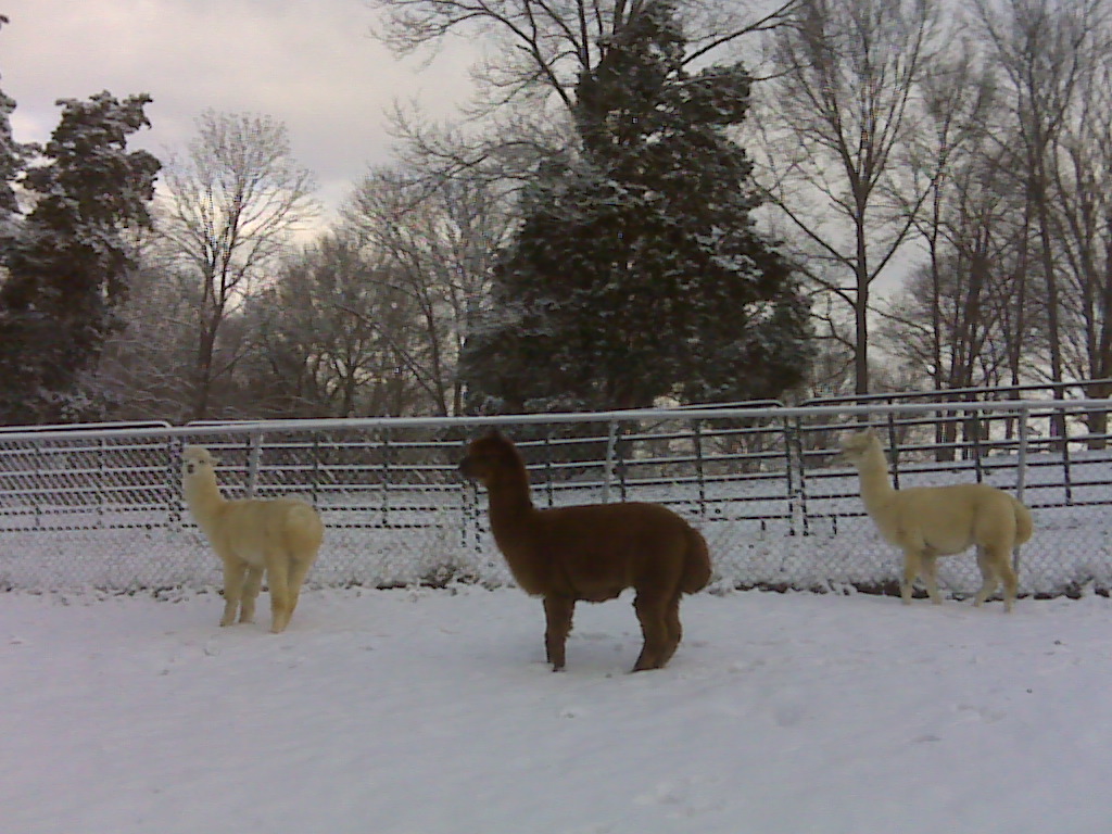 alpacas in snow