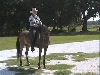 Beary under saddle