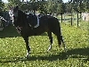 Bianca modeling saddle