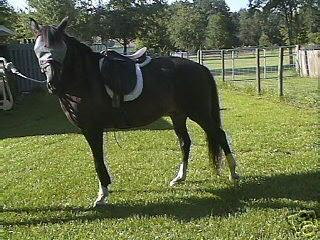 Bianca modeling saddle