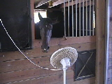 Princess enjoys her fan