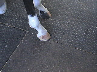 Bianca - shoe #2