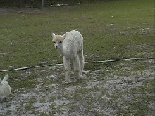 Casper