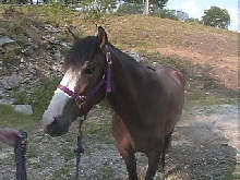 Darius front