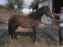 Darius