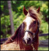 Jochi head shot