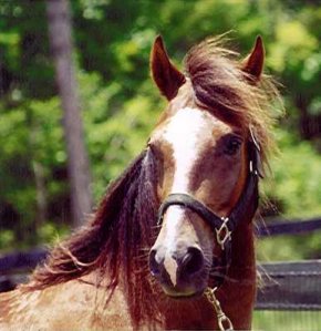 Jochi head shot