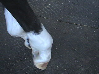 Bianca - ankle shot