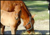 Joya & baby