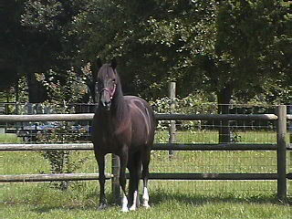 Bianca