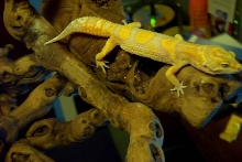 Tangerine Jungle Tremper Albino