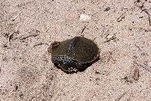 Map Turtle ID