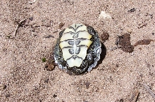 Map Turtle ID