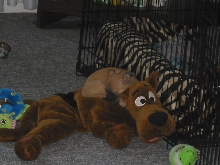Speedy and Scooby Doo!!
